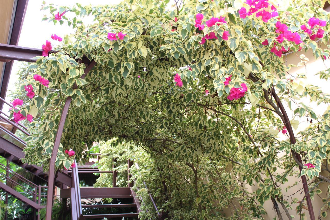 Roxy'S Bed & Breakfast Boca Chica Extérieur photo